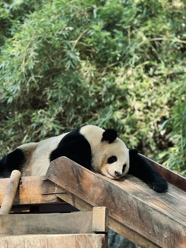 Guangzhou Chimelong Safari Park