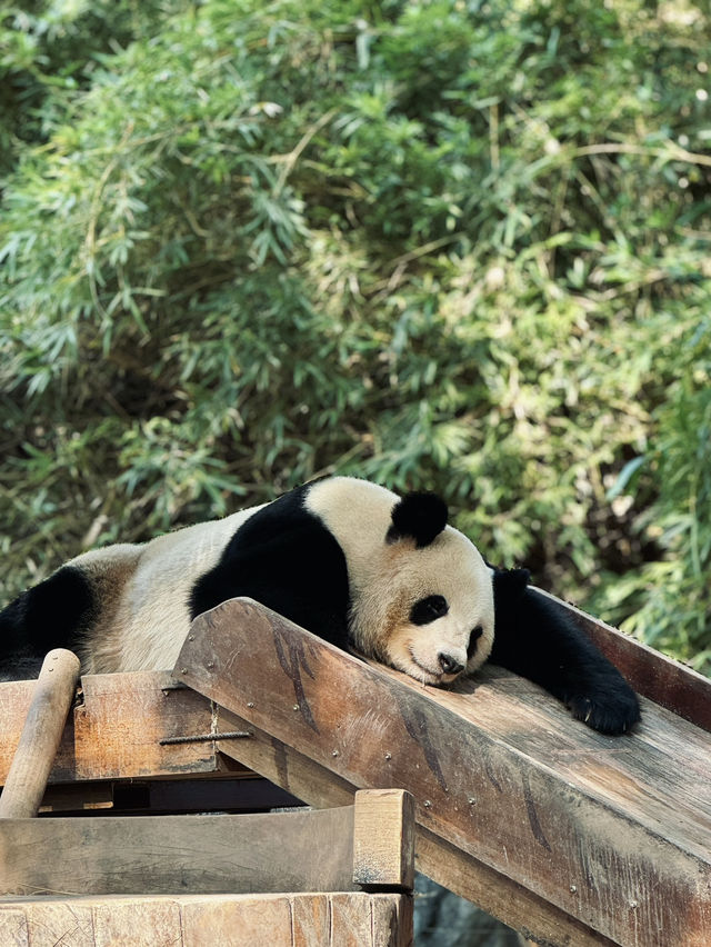 廣州長隆野生動物園