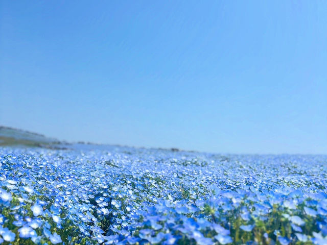 【茨城オススメスポット🌟】カラフルな世界に浸る1日レポ