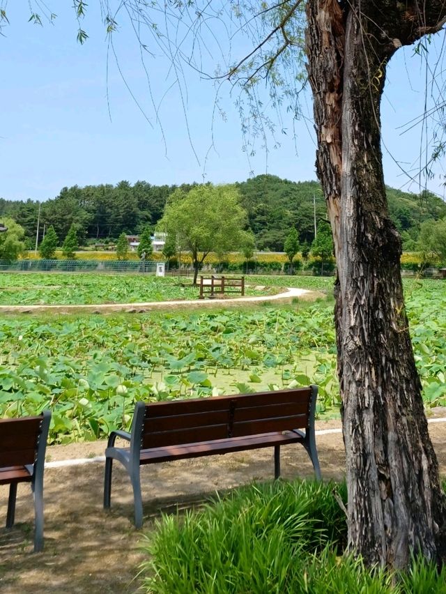 초록과 분홍이 어우러지는 힐링여행 🌸🌿