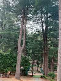 꽃길만 걷자 아침고요수목원에서🌲