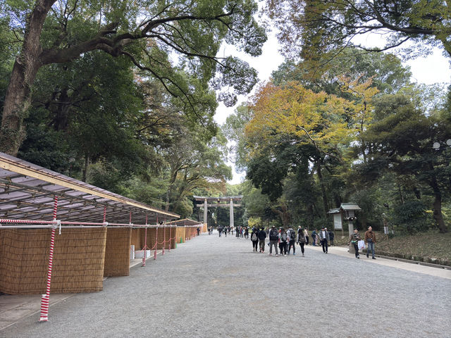 ⛩️ Shrine Among the Trees: Meiji Jingu’s Beauty Meets Tokyo’s Buzz 🌲