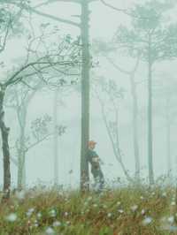 ดอกหงอนนาค นางเอกแห่งอุทยานแห่งชาติภูสอยดาว 