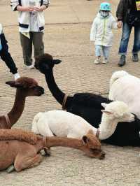  🦙 알파카월드 여행기  “귀여움 폭발! 알파카와 눈맞춤한 힐링 여행 코스”
