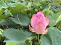 香港好去處 | 賞花 | 塱原自然生態公園 | 荷花