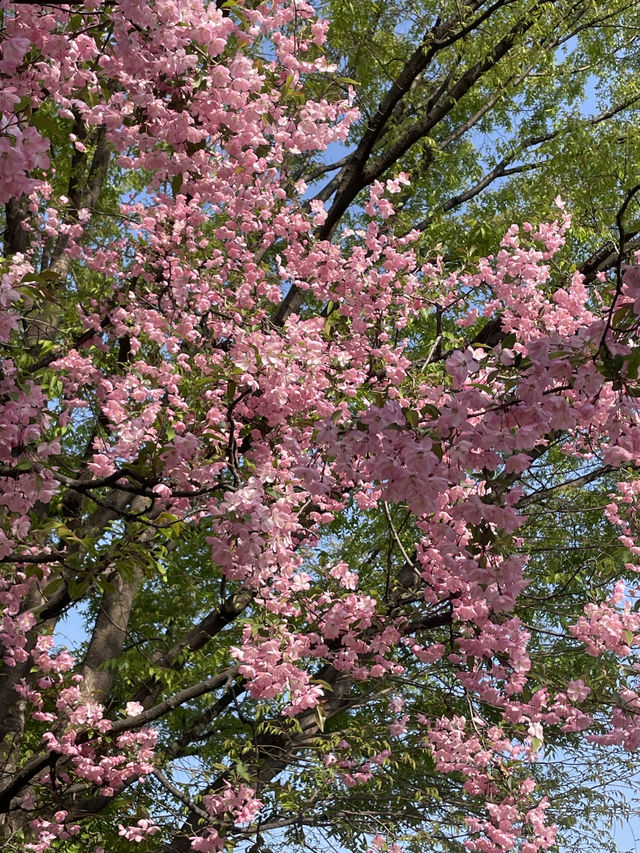 🌸 봄에 걷기 좋은 여행지 추천