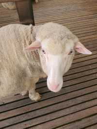 Sanctuary for the sheeps and lambs in Cameron Highlands