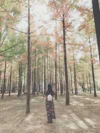 A Whimsical Day at Nami Island & Petite France 🌿✨