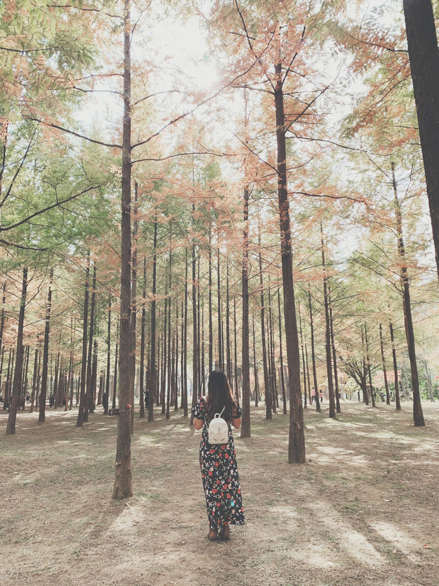 A Whimsical Day at Nami Island & Petite France 🌿✨