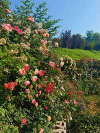 ～西埔公園～繁花織就～