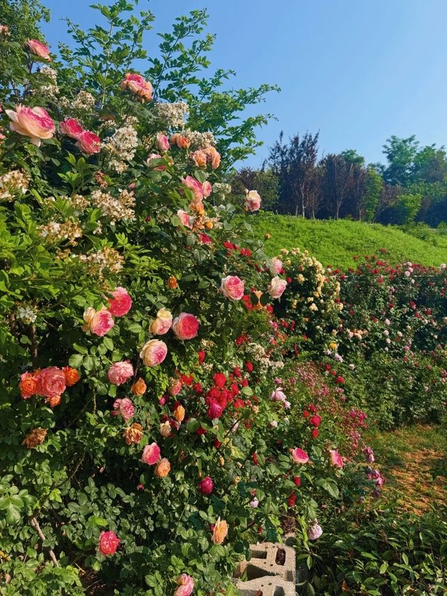 ～西埔公園～繁花織就～