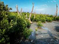 Tua Pek Kong Temple & Mangrove Walk – A Scenic Surprise in Setiawan