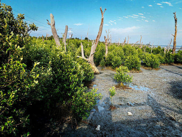 Tua Pek Kong Temple & Mangrove Walk – A Scenic Surprise in Setiawan
