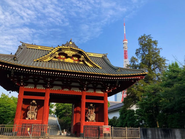 東京 増上寺 🏯🌸
