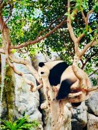 【黃竹坑】香港海洋公園：探訪大熊貓雙胞胎家姐細佬