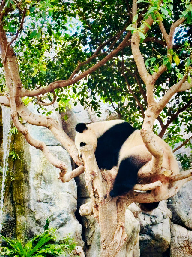【黃竹坑】香港海洋公園：探訪大熊貓雙胞胎家姐細佬