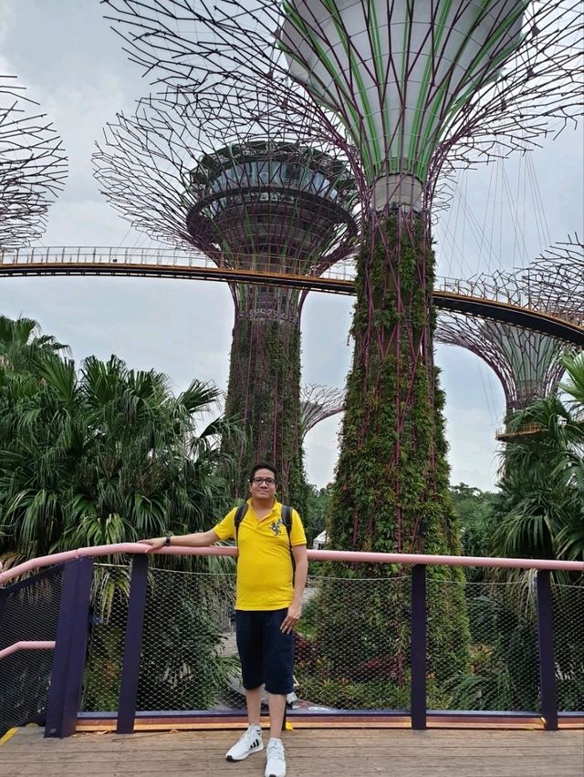 Gardens By the Bay ชมต้นไม้ยักษ์ โชว์แสงสีเสียง 