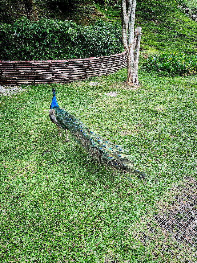 Urban Eden Escape – Kebun-Kebun Bangsar’s Hidden Charm