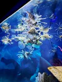 Coastal Currents & Wrecked Wonders at Aquaria KLCC