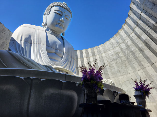 北海道真駒內靈園：薰衣草環繞的巨佛之境