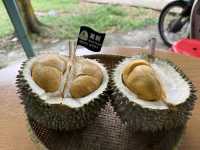 🌳 Hidden Gem in the Hills: 838 Durian Balik Pulau