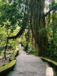 Guardians of the Forest: Ubud Monkey Forest’s Sacred Heart
