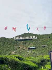 Tea with a View: Cameron Valley Escape!