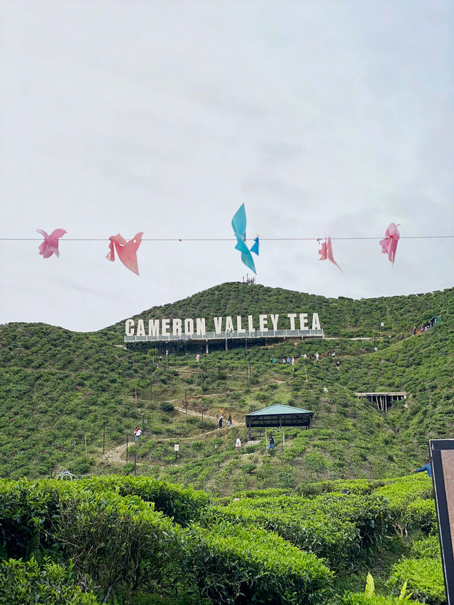 Tea with a View: Cameron Valley Escape!