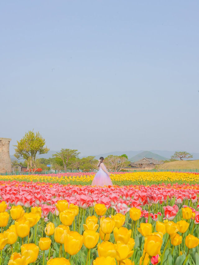경주 겹벚꽃 보러 가셨나요? 그럼 튤립도 보셔야죠🌷❤️