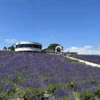 Hinode Lavender Garden: A Solo Traveler’s Purple Paradise in Hokkaido"** 🪻🏔️   
