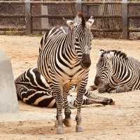 🦒🐘 Wild Adventures Await: Solo Trip to Seoul Grand Park Zoo! 🌿📸