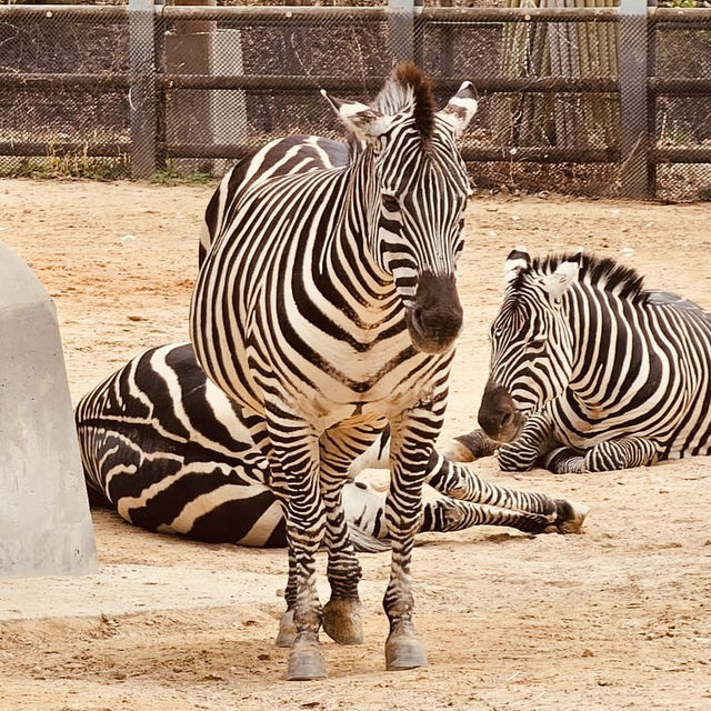 🦒🐘 Wild Adventures Await: Solo Trip to Seoul Grand Park Zoo! 🌿📸