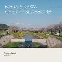 Nagarekawa Cherry Blossoms 🌸 Fukuoka