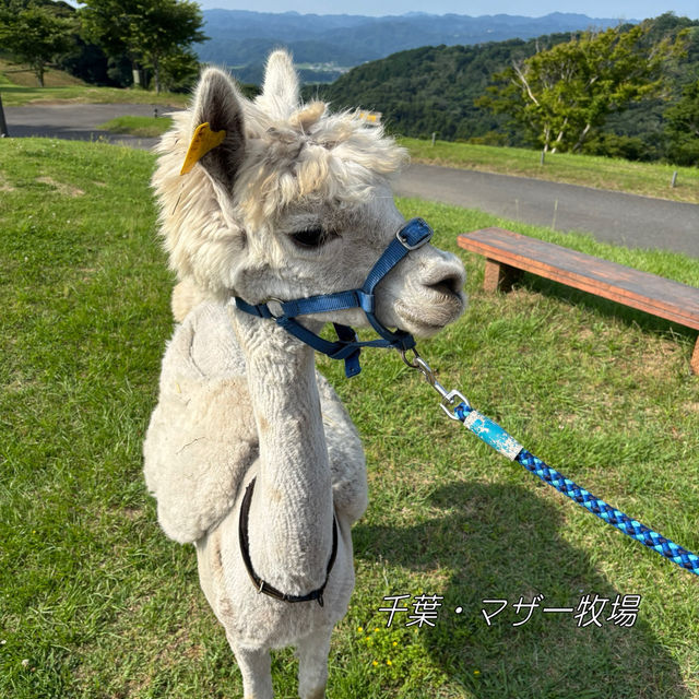 マザー牧場🌿