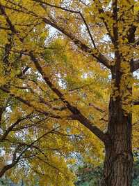 First Glimpse: The Ginkgo Boulevard of Yuanmingyuan
