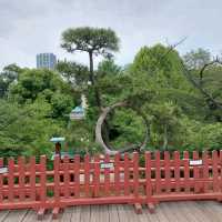 Moon Pine Tree @ Ueno Park