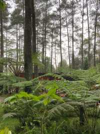 A Thrilling Sensation Crossing the Wood Bridge in Orchid Forest Cikole