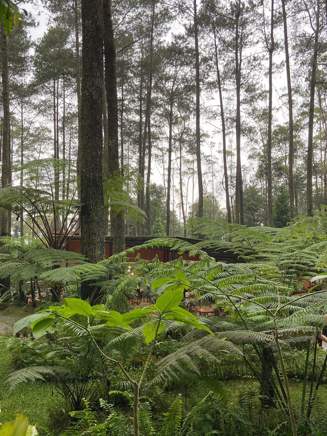 A Thrilling Sensation Crossing the Wood Bridge in Orchid Forest Cikole