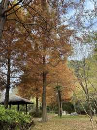 🍁 รีวิว Suncheonman Wetland