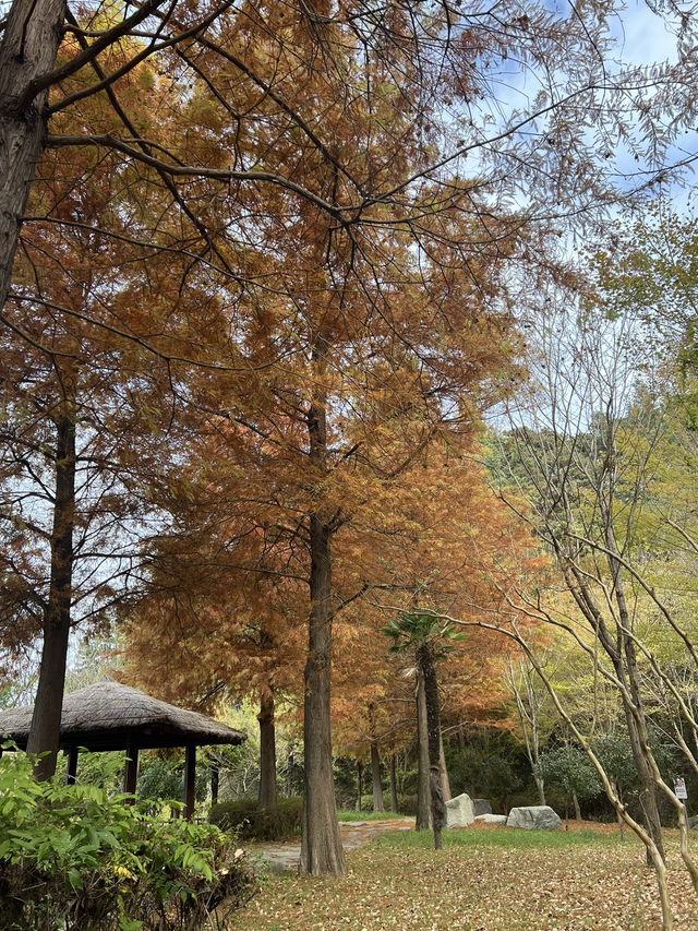 🍁 รีวิว Suncheonman Wetland