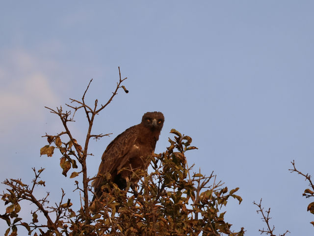 8 favourite captures in Tarangire National Park