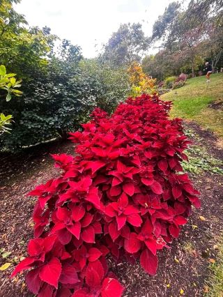 🌳 Topiary Park – Sculpted Gardens Come to Life