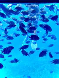 ［埃及旅遊］埃及紅海玻璃船🐠🐡超美的海底世界