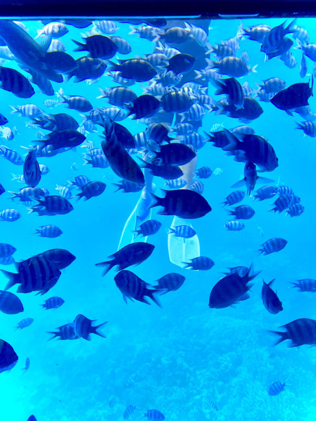 ［埃及旅遊］埃及紅海玻璃船🐠🐡超美的海底世界