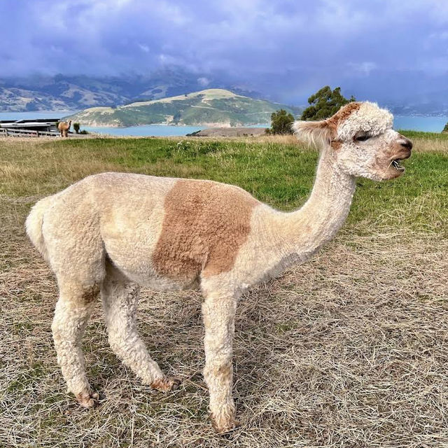 Shamarra Alpacas – Cuddles, Cashmere & Craggy Harbour Views at Akaroa