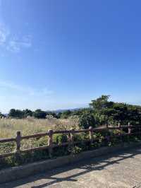Nature Vibes Jeju🌳