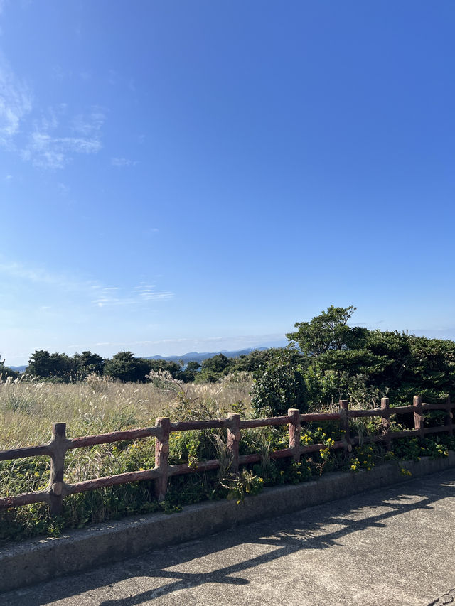 Nature Vibes Jeju🌳