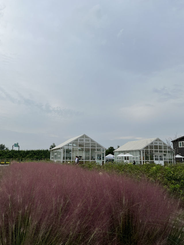 🌾 핑크빛 가을, 청주 토성마을 카페 산책 🌸