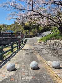🌸 ซากุระ Dazaifu – ความน่ารักแบบญี่ปุ่นแท้ๆ