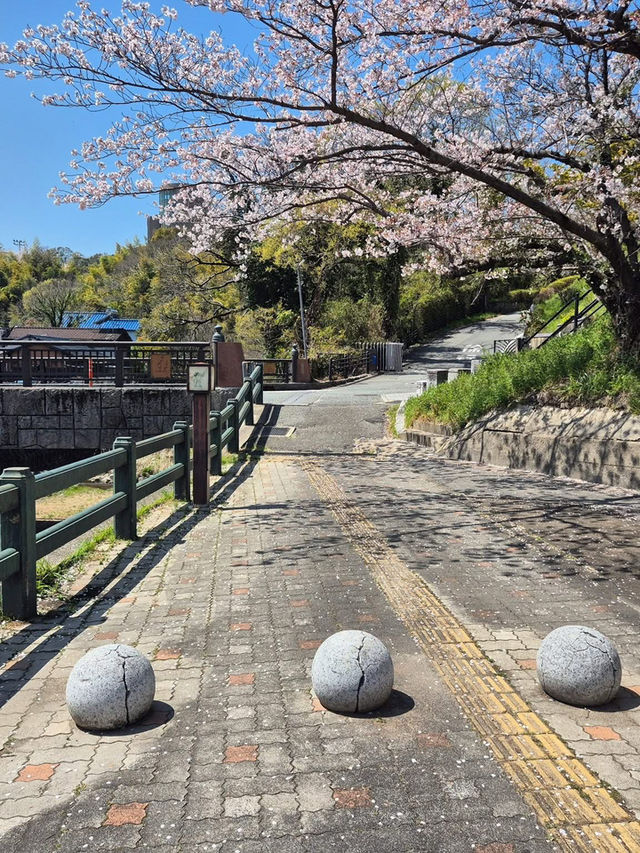 🌸 ซากุระ Dazaifu – ความน่ารักแบบญี่ปุ่นแท้ๆ
